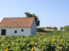 Kellergasse Poysdorf, © Vino Versum Poysdorf