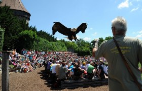 Greifvogel im Jagdflug, © Peme