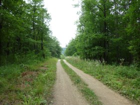 Forststraße zurück nach Hirtenberg, © Wienerwald