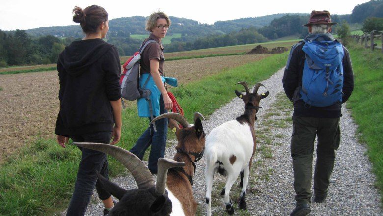 Ziegenwanderung, © Die Glücksschmiede