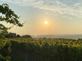 Abendstimmung im Weinland Traisental, © Walter Pernikl