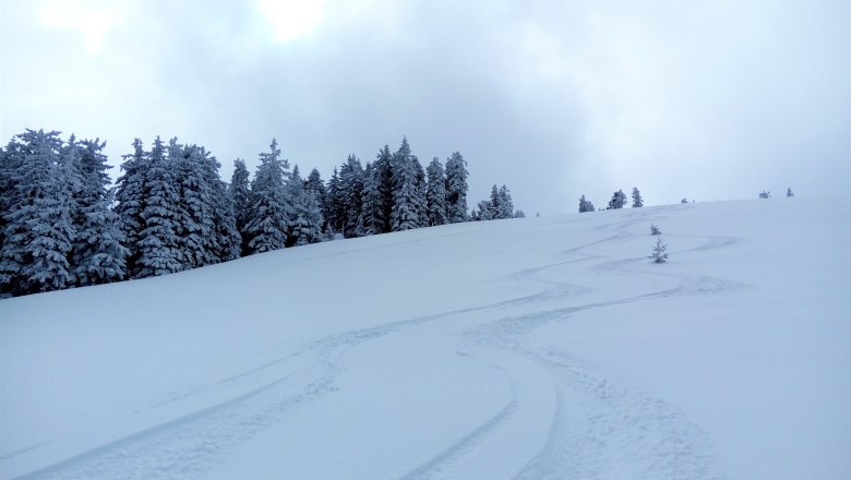 Frische Spuren im Powder, © Mostviertel Tourismus