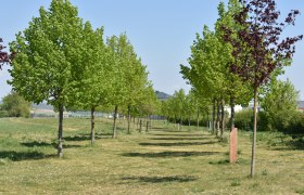 Liebesallee, © StadtGemeinde Mistelbach / Mag. Mark Schönmann