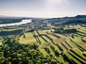 Weinrieden bei Krustetten im Kremstal, © Wachau-Nibelungengau-Kremstal