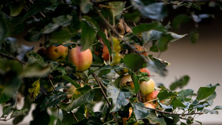 Am Arakadenhof, Apfelbaum, © Martina Siebenhandl