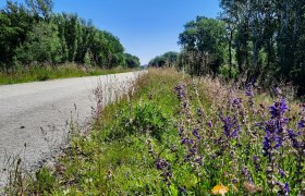 Teilstück Donauradweg bei Eckartsau, Marchfeldschutzdamm, © Donau Niederösterreich, Köck