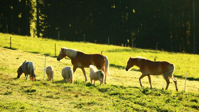 urlaub-beim-almbauer-9, © Almbauer-Familie Wagner