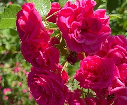 Dornröschen Garten, © "Natur im Garten"