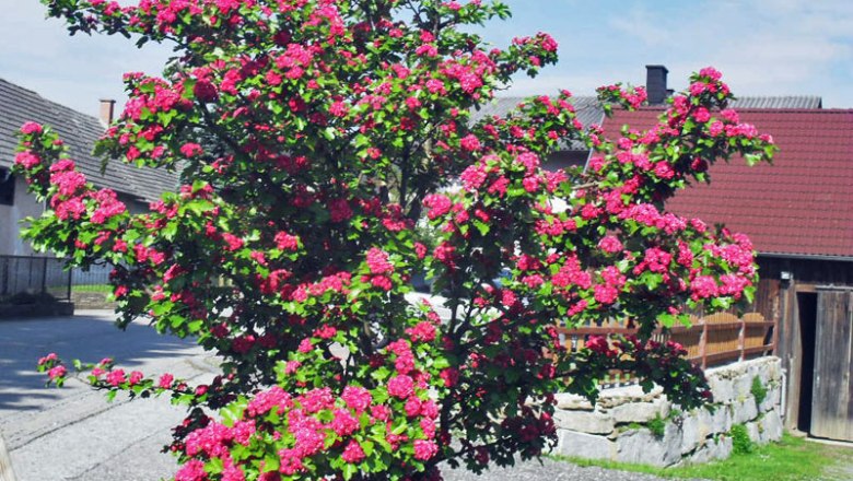 Baum Lebensfreude, © Ferienbauernhof Schierhuber