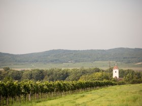 Weingärten rund um Pulkau, © Astrid Bartl