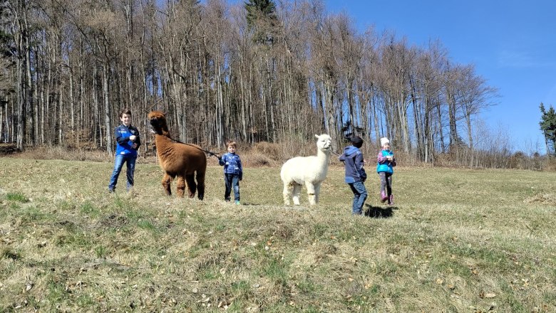 Alpakas mit Kindern, © Naturpark Jauerling Wachau