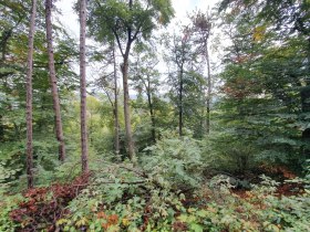 Wald, © Wienerwald