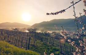 Marillenblüte am Südufer der Wachau, © Donau NÖ Tourismus/Andreas Hofer