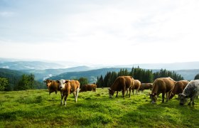 Kühe am Wechsel, © ©Wiener Alpen, Foto: Michael Reidinger