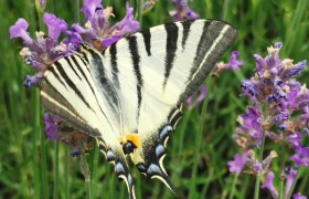 Wildbienengarten Schmetterling, © Marktgemeinde Mönichkirchen