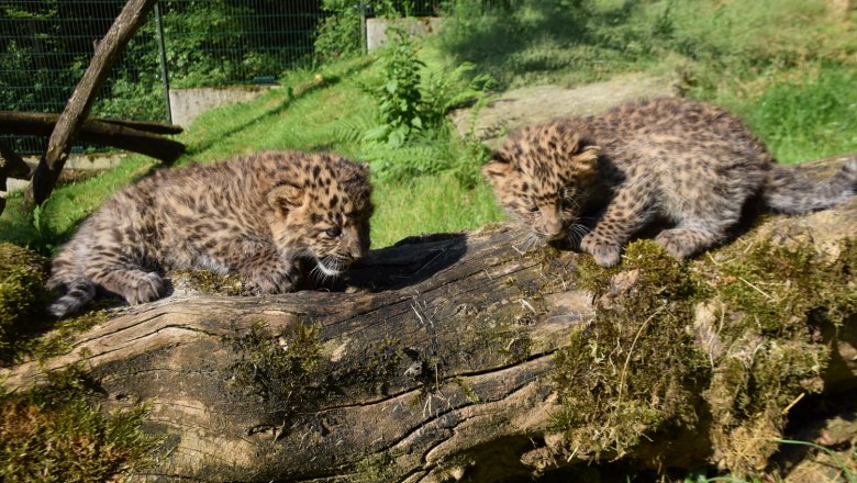 Leopardenbabies im Tierpark Haag, © Herbert Stoschek