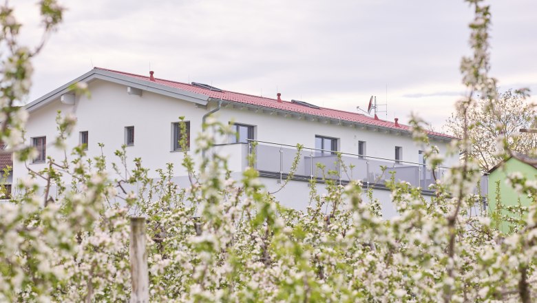 Marillenblüte im Weinhof Maier, © Weinhof Maier