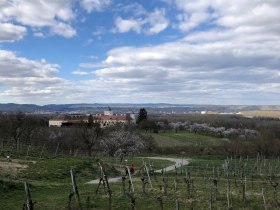 Aussicht am Marillen-Erlebnisweg in Krems-Angern, © Donau NÖ Tourismus/JS