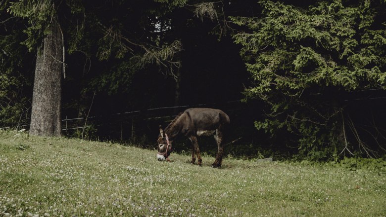 Tierisch familienfreundlich, © Niederösterreich-Werbung/Sophie Menegaldo