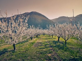 Blühende Bäume während der Marillenblüte in der Wachau, © Donau NÖ Tourismus/Andreas Hofer