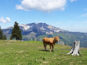 Vom Erlaufsee über die Brach auf die Gemeindealpe, © Mostviertel Tourismus/Sonja Stadlbauer