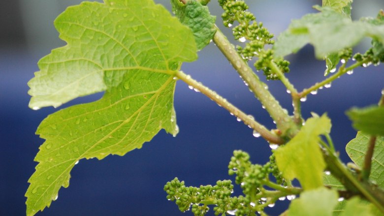 Weinblätter, © Judith Seidl