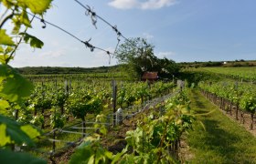 Weinreebn Wagram, © Donau Niederösterreich - Kamptal-Wagram-Tullner Donauraum