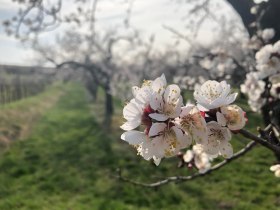 Marillenblüte in der Wachau, © Donau NÖ Tourismus/JS