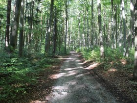 durch einen wunderschönen Buchenwald, © Gemeinde Jaidhof