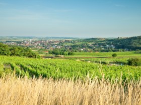 Durch die sanft-hügelige Landschaft rund um Retz, © Retzer Land / Die Reisereporter