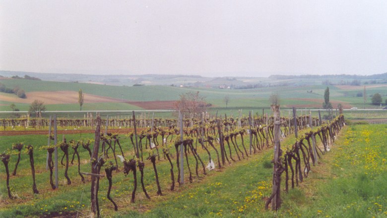 Weinrieden, © Gemeinde Gaweinstal