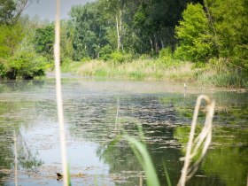 Auwald, © Donau Niederösterreich - Kamptal-Wagram-Tullner Donauraum