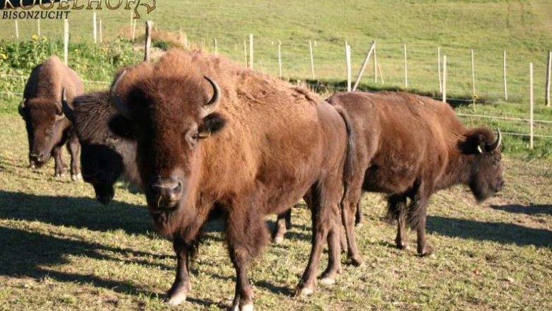 Bison, © Bisonzucht Kogelhof