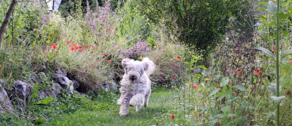 Haushund Paula stürmt gerne durch den Garten, © Steinschaler Naturhotels