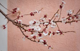 Marillenblüte in der Wachau, © Wachau-Nibelungengau-Kremstal