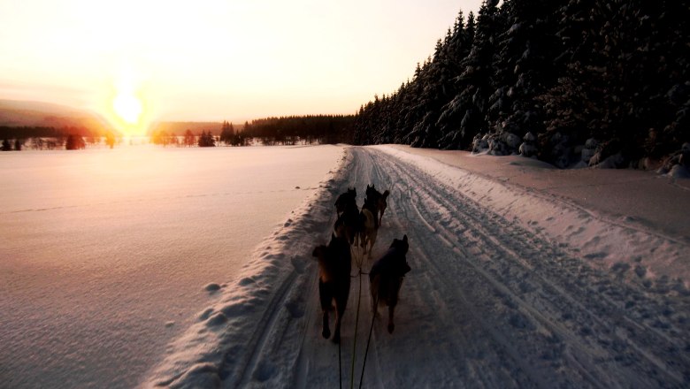 Husky Ausfahrt in der Morgendämmerung, © Huskyhof Waldviertel