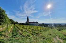 Gumpoldskirchen, © Wienerwald Tourismus