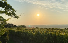 Abendstimmung im Weinland Traisental, © Walter Pernikl