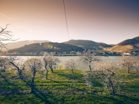 Marillenblüte am Südufer der Wachau gegenüber Spitz, © Donau NÖ Tourismus/Andreas Hofer