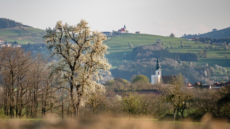 Blick auf St. Peter und St. Michael, © Uschi Wolf