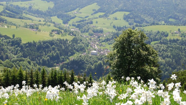 Narzissenblüte rund um Opponitz, © Gemeinde Opponitz