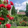 Rosen im Klostergarten, © Hotel Richard Löwenherz