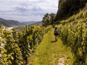 Weingarten, © Wachau-Nibelungengau-Kremstal