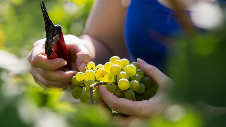 Winzerin bei der Arbeit, © Lachlan Blair