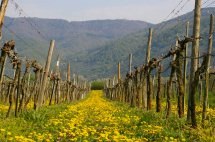 benachbarter Weingarten im Frühling, © Haus Annemarie