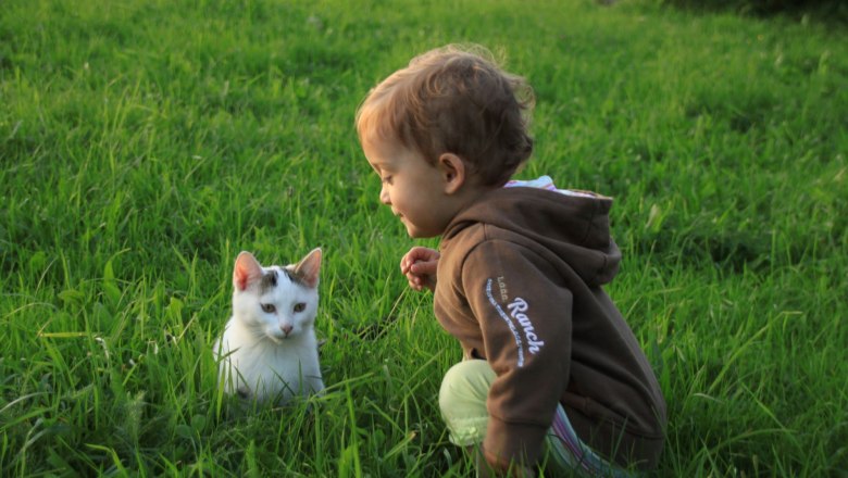 Unsere Katzen freuen sich aufs Spielen und Streicheln, © Anderlhof