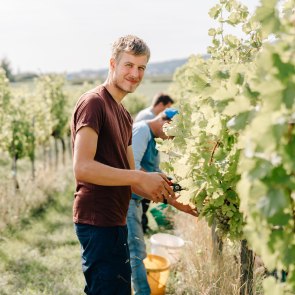 Weingut Frühwirth, © Julia Pfeiffer