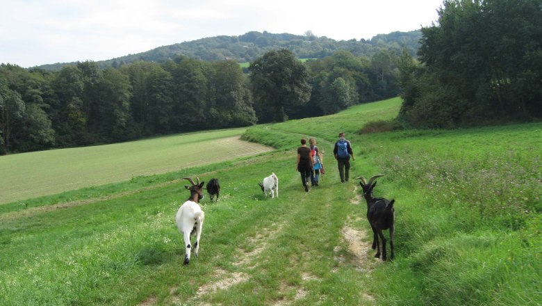 Ziegenwanderung, © Die Glücksschmiede