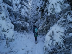 Durch den winterlichen Wald mit Schneeschuhen, © Wiener Alpen in Niederösterreich - Wechsel