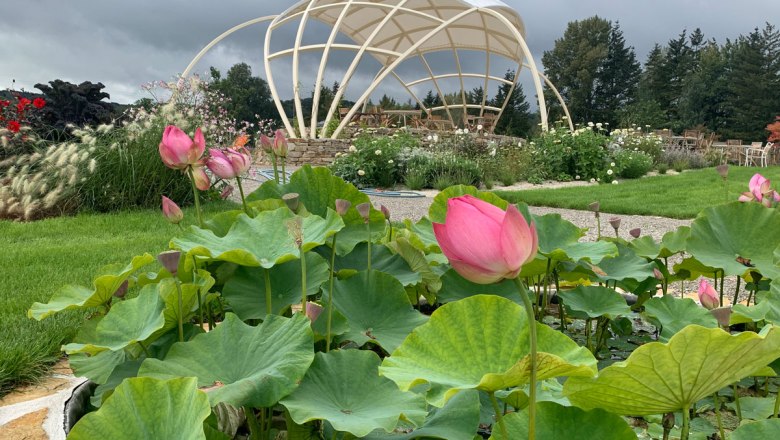 Lotosbecken, © Oberleitner Gartenkultur